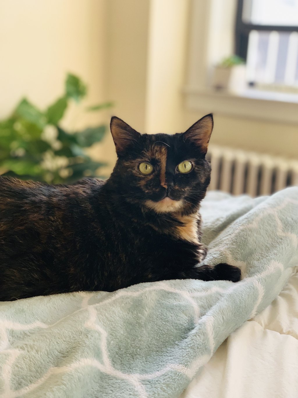 Cat portrait — the original photo